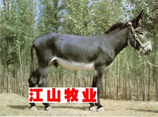 肉驴养殖技术 种驴饲养 肉驴繁殖 改良肉驴养殖